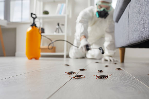 Post-Treatment Bed Bug Interceptor Monitoring in Carmi